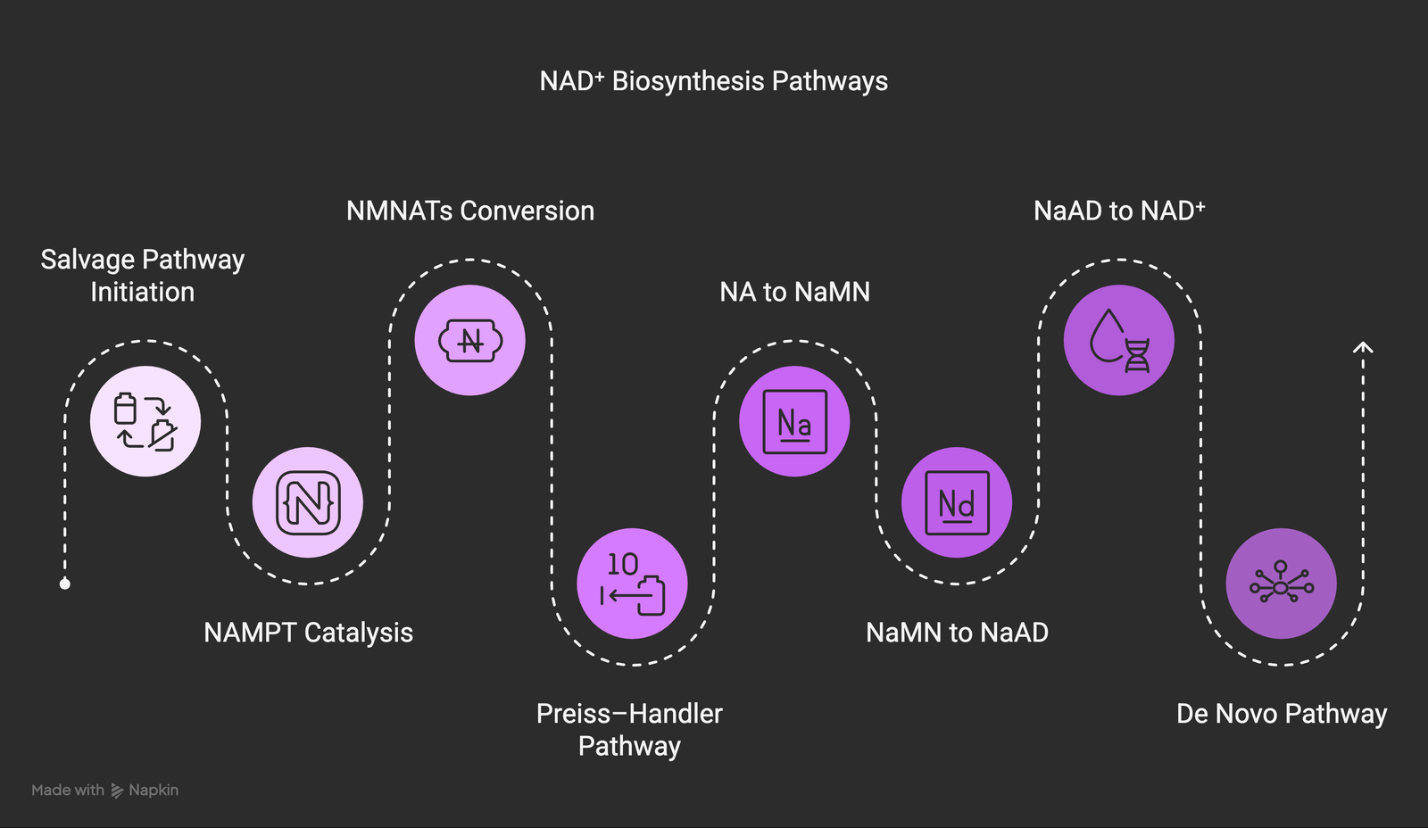 The NAD+ Biosynthesis Pathways