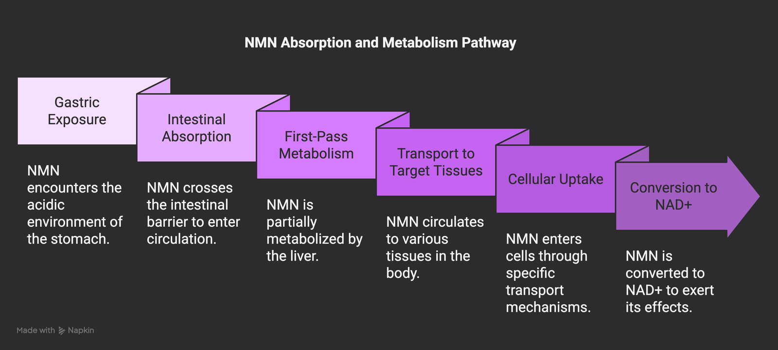 NMN absorption pathway from ingestion to cellular utilization