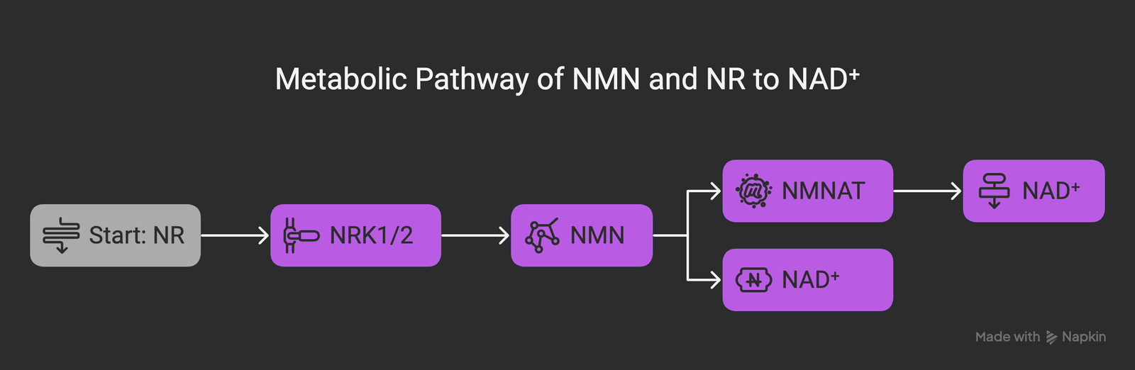 Metabolic pathway showing how NMN and NR are converted to NAD+