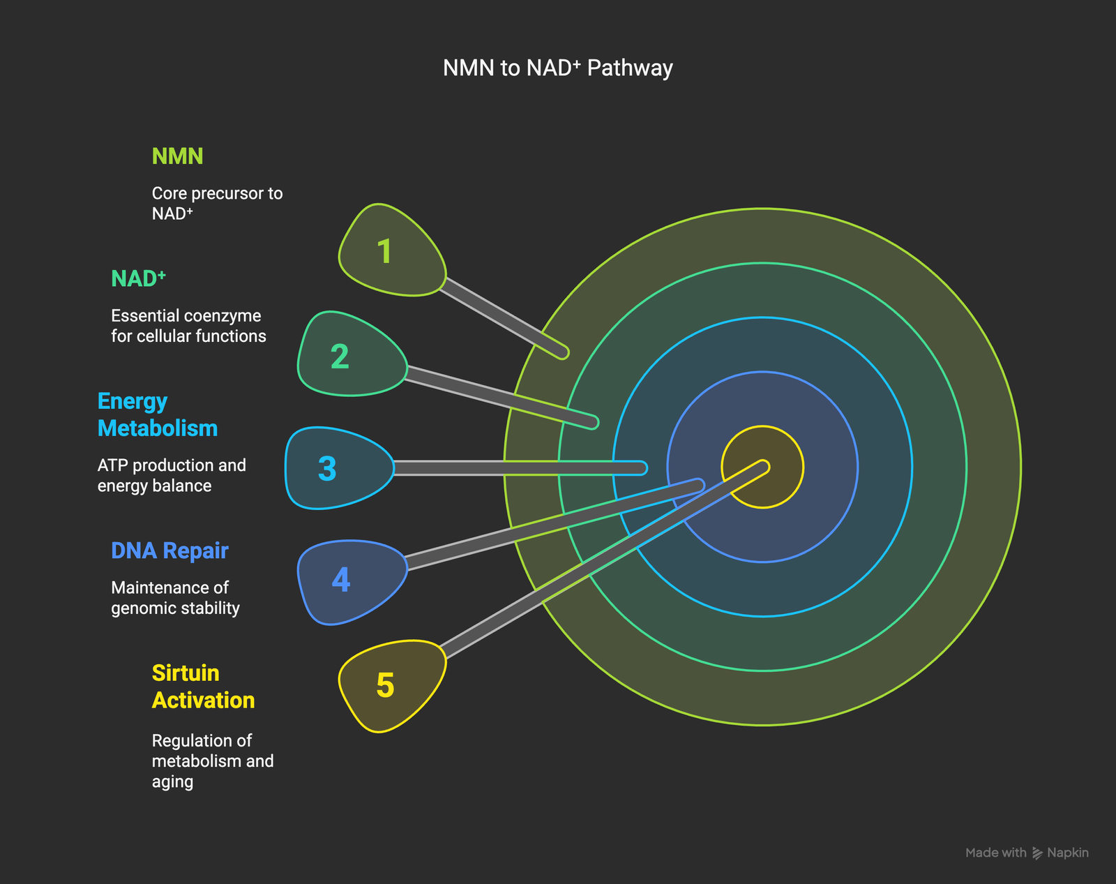 NMN to NAD+ conversion pathway