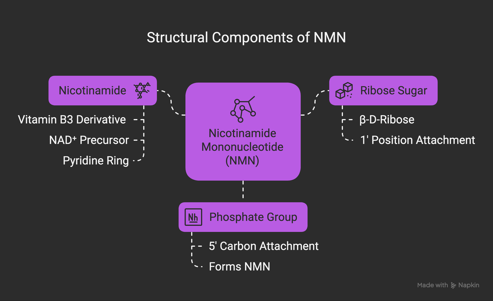 Molecular structure of Nicotinamide Mononucleotide (NMN)