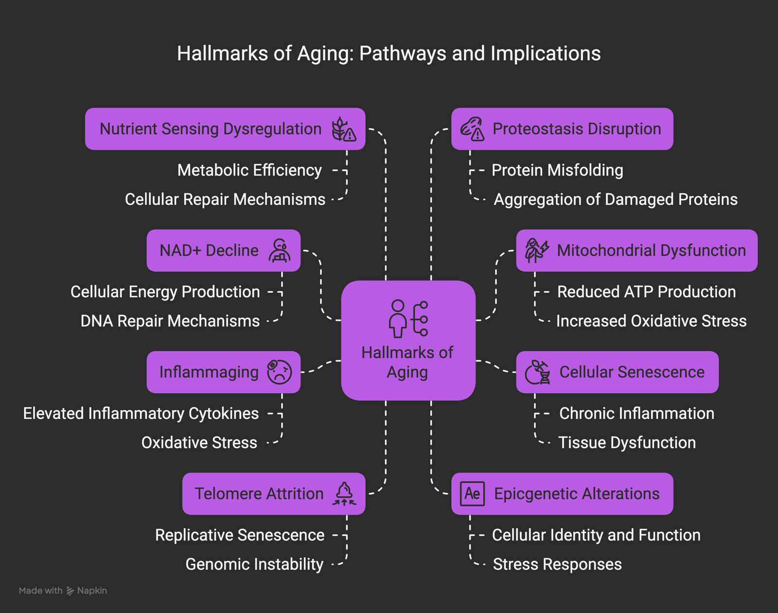 The eight hallmarks of aging showing interconnected pathways